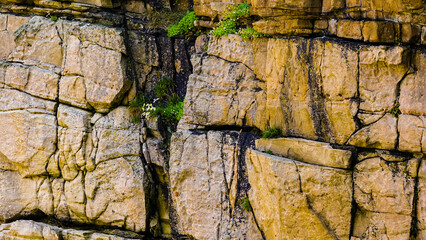 rocks and plants