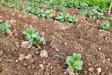 Young fava beans plants growing in the horticulture garden with drip irrigation system. Horticulture sostenible. Small business. Working in the garden as a hobby in new normal.