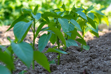 Young pepper seedlings growing in the open ground on an eco-farm, small depth of field. A row of green vegetable pepper bushes. Growing organic vegetables