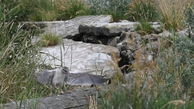 Baby terns learn to fly. Baby bird of Common Tern.The Common Tern (Sterna hirundo) is a seabird of the tern family Sternidae. Natural habitat. Russia. Ladoga Lake. Slow motion.