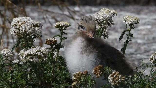 Baby bird of Common Tern.The Common Tern (Sterna hirundo) is a seabird of the tern family Sternidae. Natural habitat. Russia. Ladoga Lake. Slow motion