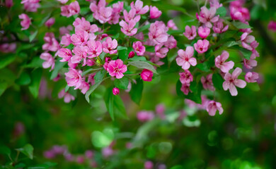 Beautiful Spring Nature floral background