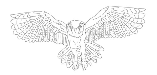 illustration, Dassin, trait, envol, chouette, hibou, oiseau, prédateur, de face, ailes, ouverte, 