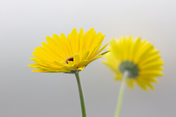 Naklejka premium beautiful photographs of flowers in the field of spain