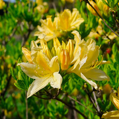 Yellow flowers of rhododendron against the background of the summer garden. Shallow depth of field.