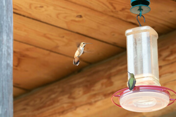 Rufous Hummingbirds at a Feeder