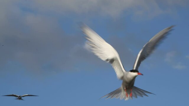 The tern hovered in the air, fluttering its wings. Adult common terns on the blue sky background.  Scientific name: Sterna hirundo. Ladoga lake. Russia.