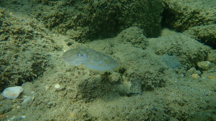 Common cuttlefish (Sepia officinalis) undersea, Aegean Sea, Greece, Halkidiki
