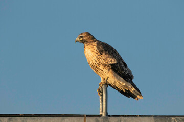 red tailed hawk