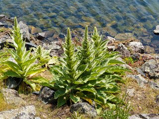 Plants de verbascum thapsus ou molène bouillon-blanc à rosettes de grandes feuilles épaisses et oblongues d'aspect argenté sous une hampe florale en début de croissance