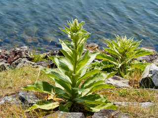 Plants de verbascum thapsus ou molène bouillon-blanc à rosettes de grandes feuilles épaisses et oblongues d'aspect argenté sous une hampe florale en début de croissance