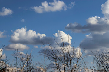 Sky with fluffy clouds and leafless branches
