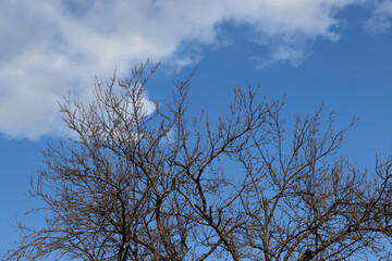 Branches of leafless trees and blue skies
