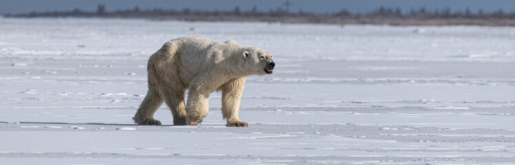 Polar Bear (Ursus maritimus) on the shore of Hudson Bay, Canada