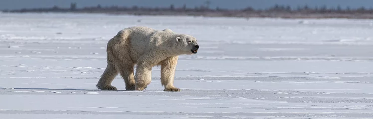 Fotobehang Polar Bear (Ursus maritimus) on the shore of Hudson Bay, Canada © Mark Hunter