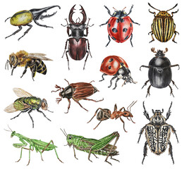 Set of watercolor beetles. Hercules beetle, dung beetle, Colorado beetle, deer, may beetle, green fly, ladybug, grasshopper, praying mantis, bee, ant. Hand drawn.   © Mewlish art