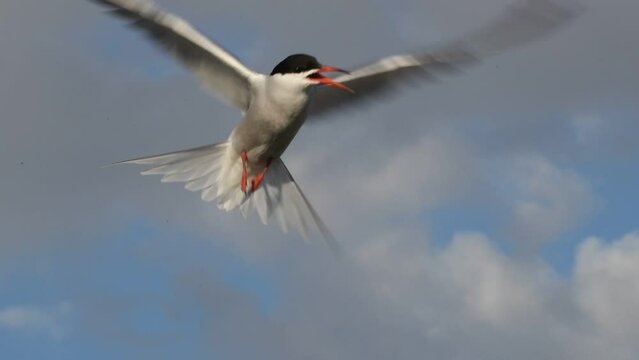 The tern hovered in the air, fluttering its wings. Slow motion. Adult common terns on the blue sky background.  Scientific name: Sterna hirundo. Ladoga lake. Russia.