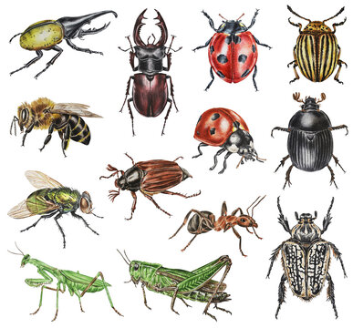 Set of watercolor beetles. Hercules beetle, dung beetle, Colorado beetle, deer, may beetle, green fly, ladybug, grasshopper, praying mantis, bee, ant. Hand drawn. 
