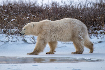Fototapeta na wymiar Polar Bear (Ursus maritimus) on the shore of Hudson Bay, Canada