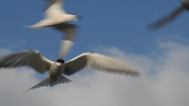 The tern hovered in the air, fluttering its wings. Slow motion. Adult common terns on the blue sky background.  Scientific name: Sterna hirundo. Ladoga lake. Russia.