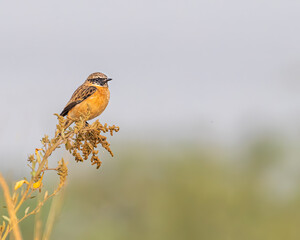 A Stone Chat perching on a plant