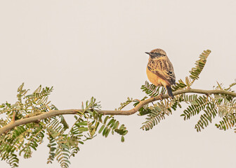 A Stone Chat on a Bush