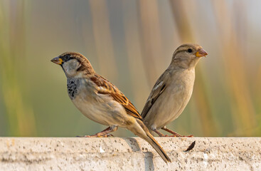 A pair of Sparrow on a wall