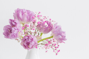 pink tulips and gypsophila on white background