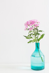 chrysanthemums flowers in glass vase on white background