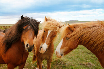 drei isländer - portrait pferde