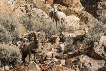 Rocky Mountain Bighorn Sheep Family