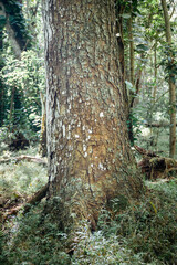 Obraz premium Kauai Hawaii landscape collection 