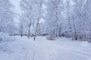 Walkway in the forest at winter day.