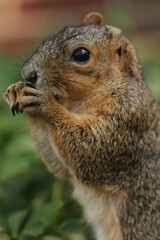 Close up of a fox squirrel eating seeds.  The squirrel is missing its left ear, but seems to have recovered. 