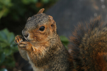 Fox squirrel eating seeds near a bird feeder.  It is missing one of its ears. 