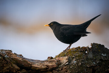 Eurasian Blackbird (Turdus merula) winter scene.