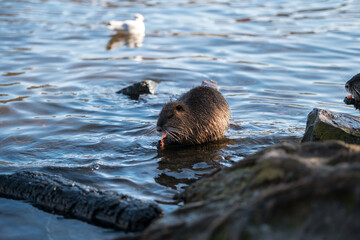 Nutria, with river city habitat near Charles bridge, Vltava, Prague, Czech Republic