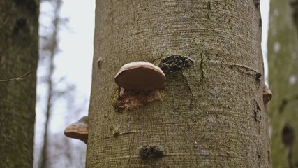 Polypore Bracket Fungus Growing on Bark of Beech Tree in Forest - obrazy, fototapety, plakaty