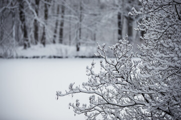 Zima w parku, białe gałęzie drzew - obrazy, fototapety, plakaty