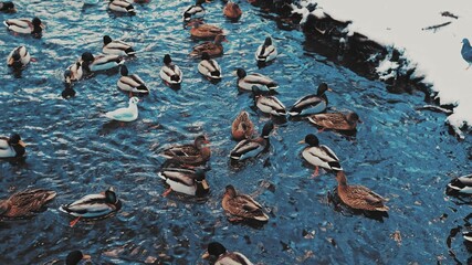 Crowd of Wild Ducks and Seagulls Swimming in Cold Water River Stream Searching for Food on Cold...