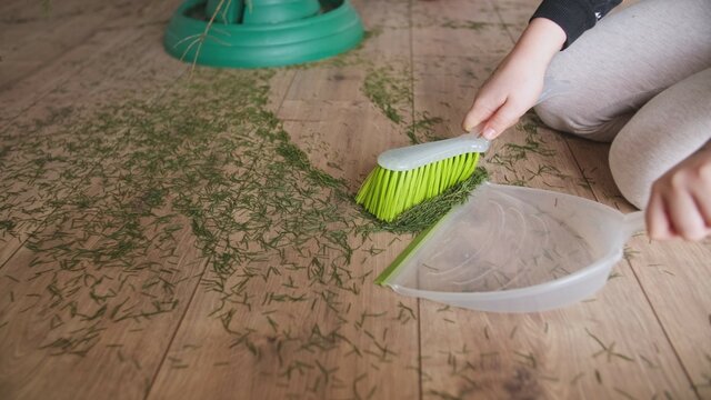 Young Caucasian Girl Cleaning Up After Christmas Sweeping Up Pine Tree Needles From Wooden Floor Using Hand Broom And Dustpan	