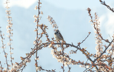 House sparrow on curved blooming plum branch in the early morning in springtime with alpine snow mountains, Austria