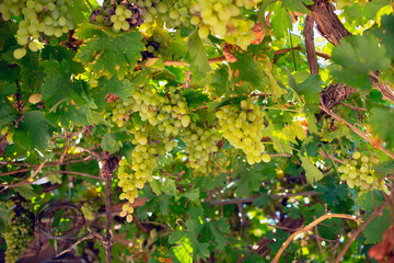 Wine grapes fruit on the tree