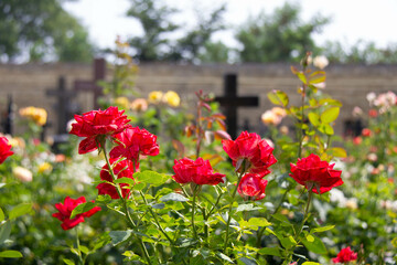 Flowers in the cemetery. Beautiful red roses on a background of black Christian crosses. Cemetery...
