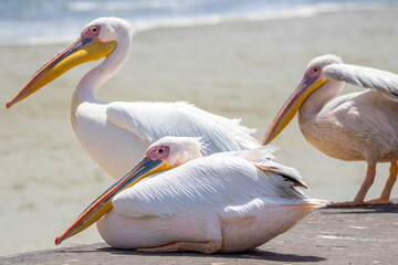 Great White Pelican, Walvis Bay, Namibia