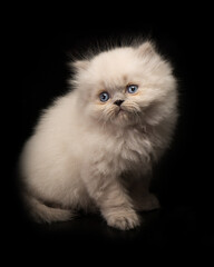 cute cat tine small pet home pets animals