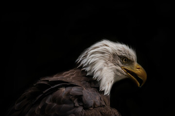 A bald eagle closeup at a falcrony in saarburg