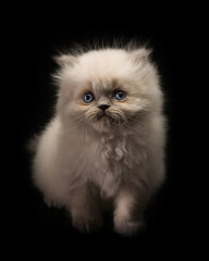 cute cat tine small pet home pets animals