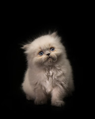 Fototapeta premium cute cat tine small pet home pets animals