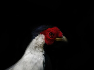 A silver pheasant portrait in germany at a zoo in summer